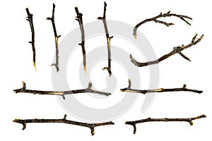 Dry tree twigs branches isolated on white background. close-up