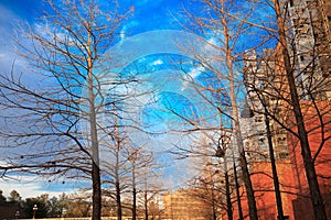 Dry tree under sunny blue sky, in downtown city of Houston