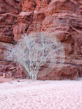 Dry tree in wadi rum