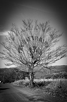 Dry tree and wait for rain
