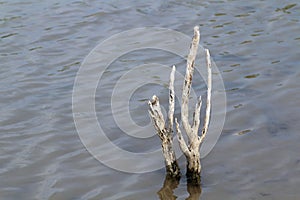 Dry tree in water shallow, Dried stems in the drought, Dry tree branches over Surface water Global warming concept