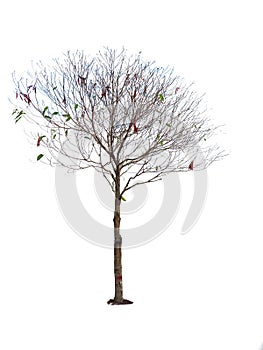 Dry tree on a white background