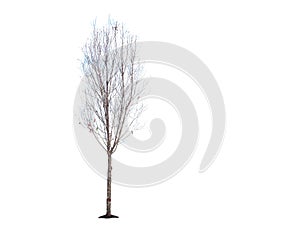 Dry tree on a white background