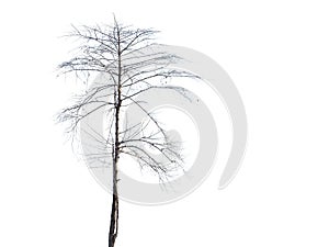 Dry tree on a white background