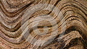 Dry Tree Wood Abstracts Textured Backgrounds