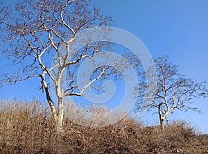 dry tree with wood structure picture taken lakhnadon India February 2018, landscape