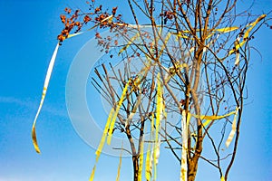 Dry tree with the yellow ribbin on it in the open sky