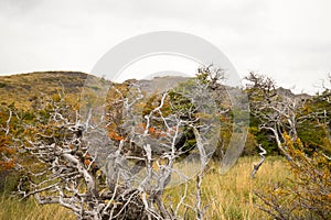 Dry trees, autumn colors and fog in the Torres del Paine mountains, Torres del Paine National Park, Chile