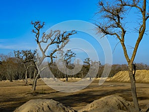 Dry trees in BelÃÂ©n de Escobar