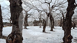 Dry trees and branches with snow covered ground.