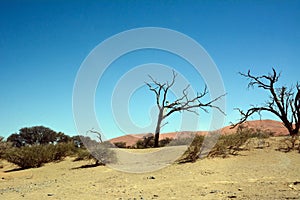 Dry trees and bushes against a background of blue sky in a desert landscape with distant rocky mountains