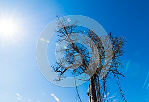 Dry trees die and sun burns with drought. Tree die in the blue sky.