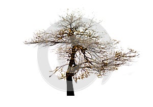 Dry trees with dry twigs on isolated with the clipping path.