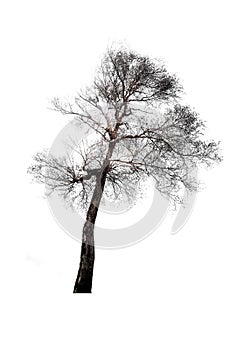 Dry trees with dry twigs on isolated with the clipping path.