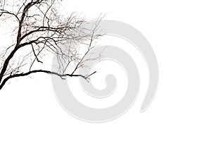 Dry trees with dry twigs on a white background along the cutting path.