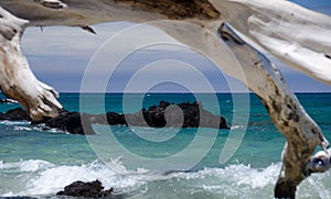 Dry trees frame a reef at Puako beach, Big Island, Hawaii.