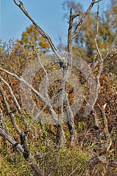 Dry Trees and Grass Against Blue Sky on Field of Polesye Natural Resort in Belarus