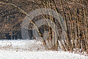 Dry trees with a ground covered with snow at Maksimir Forest Park in Zagreb, Croatia during winter