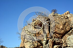 Dry trees grow on the rocks against the background of the blue sky. Natural desert background