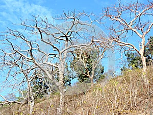 Dry trees on the hill of Ratangarh Kheri in Madhya Pradesh, India