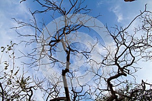 Dry trees during the hot Indian summers