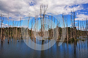 Dry Trees in a Lake