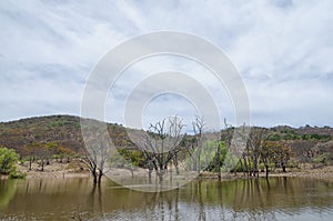 Árboles en a sierras para es un 