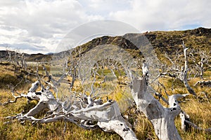 Dry trees in the landscape of the Torres del Paine mountains in autumn, Torres del Paine National Park, Chile