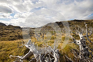 Dry trees in the landscape of the Torres del Paine mountains in autumn, Torres del Paine National Park, Chile