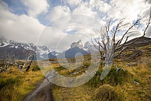 Dry trees in the landscape of the Torres del Paine mountains in autumn, Torres del Paine National Park, Chile