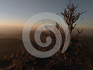 Dry trees in the montain