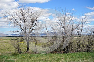 Dry trees and mountains