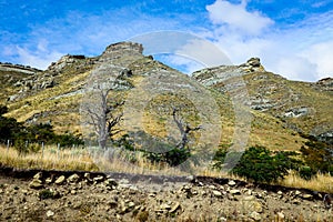 Dry Trees in the Mountains of Torres Del Paine National Park, Chile