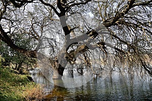 Dry trees and reflections in the water