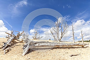 Dry trees on sand dunes, Death Valley desert, USA