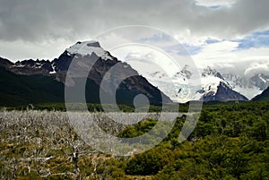 Dry trees and snowy mountains