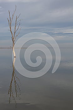 Dry trees submerged in the lake.