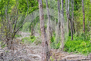 Dry trees in a swamp