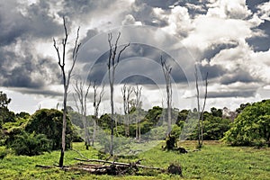 Dry Trees on Swamp