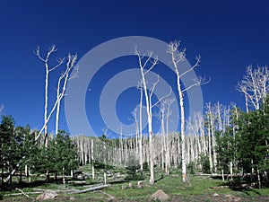 Dry trees in Utah