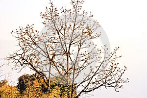 Dry tropical tree branch on white background. Image was taken from natural environment from nature park on a bright sunny