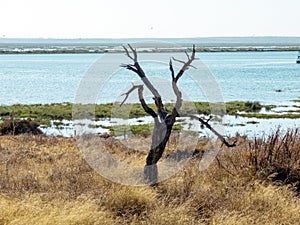 dry trunk on the shore of marsh arida