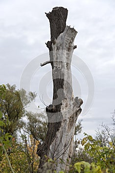 Dry trunk tree in the nature