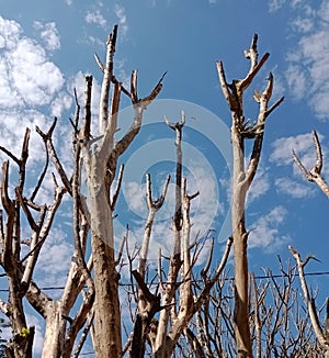 dry trunks over blue sky photo