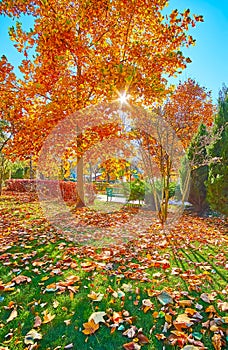 The dry tulip tree leaves on the green lawn in park