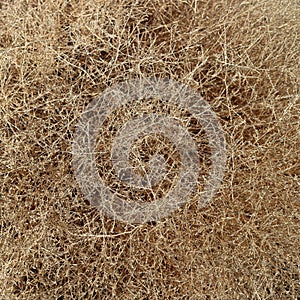 Dry Tumbleweed bush close-up