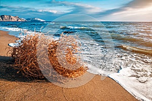 Dry tumbleweed on the sea beach