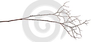 Dry twig
