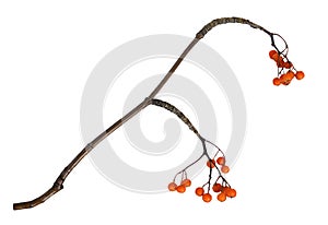 Dry twig with orange autumn rowanberries isolated