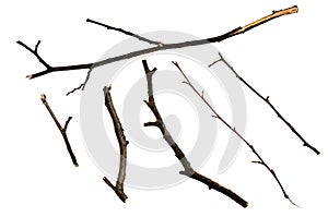 Dry twigs